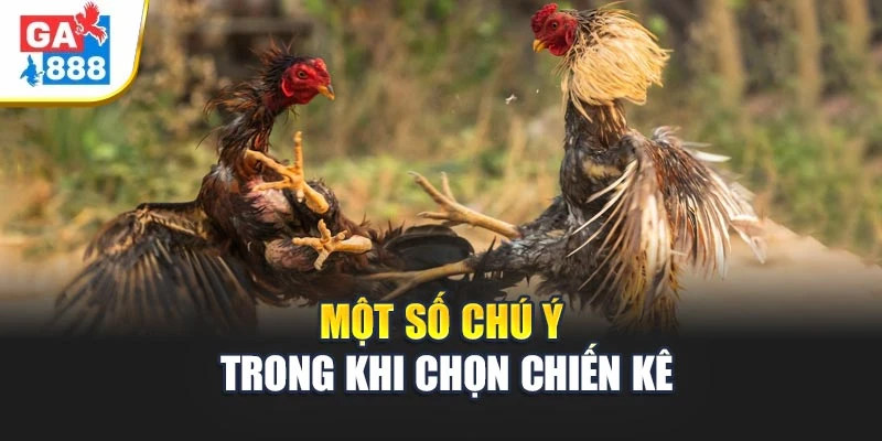 Một số chú ý trong khi chọn chiến kê Một số chú ý trong khi chọn chiến kê