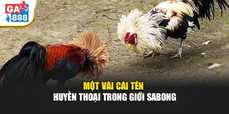 Một vài cái tên huyền thoại trong giới Sabong Một vài cái tên huyền thoại trong giới Sabong
