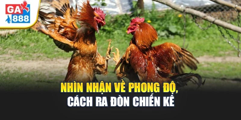 Nhìn nhận về phong độ, cách ra đòn chiến kê Nhìn nhận về phong độ, cách ra đòn chiến kê