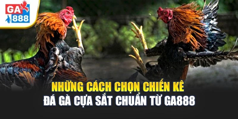 Những cách chọn chiến kê đá gà cựa sắt chuẩn từ GA888 Những cách chọn chiến kê đá gà cựa sắt chuẩn từ GA888