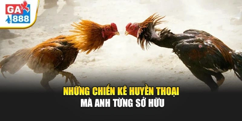 Những chiến kê huyền thoại mà anh từng sở hữu Những chiến kê huyền thoại mà anh từng sở hữu