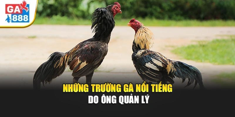 Những trường gà nổi tiếng do ông quản lý Những trường gà nổi tiếng do ông quản lý