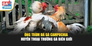 Ông Trùm Đá Gà Campuchia – Huyền Thoại Trường Gà Biên Giới 3 Ông Trùm Đá Gà Campuchia – Huyền Thoại Trường Gà Biên Giới