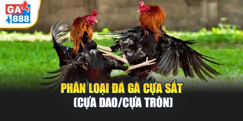 Phân loại kiểu đá gà cựa sắt (cựa dao/cựa tròn) Phân loại kiểu đá gà cựa sắt (cựa dao/cựa tròn)