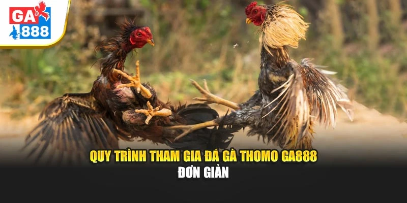 Quy trình tham gia đá gà Thomo Ga888 đơn giản Quy trình tham gia đá gà Thomo Ga888 đơn giản
