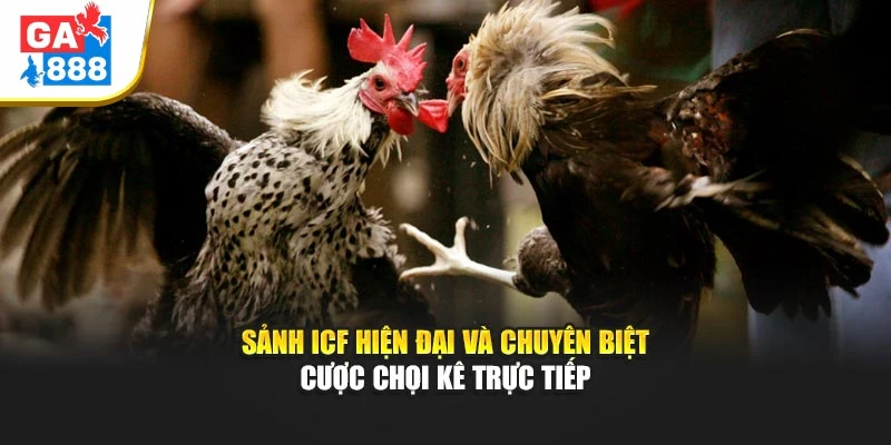 Sảnh ICF hiện đại và chuyên biệt cược chọi kê trực tiếp Sảnh ICF hiện đại và chuyên biệt cược chọi kê trực tiếp