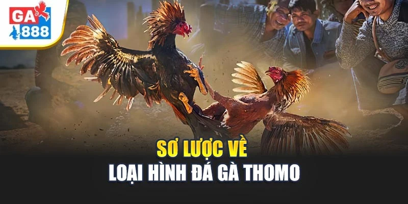 Sơ lược về loại hình đá gà Thomo Sơ lược về loại hình đá gà Thomo