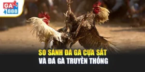 So Sánh Đá Gà Cựa Sắt và Đá Gà Truyền Thống 2 So Sánh Đá Gà Cựa Sắt và Đá Gà Truyền Thống