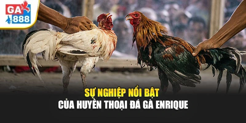 Sự nghiệp nổi bật của huyền thoại đá gà Enrique Sự nghiệp nổi bật của huyền thoại đá gà Enrique