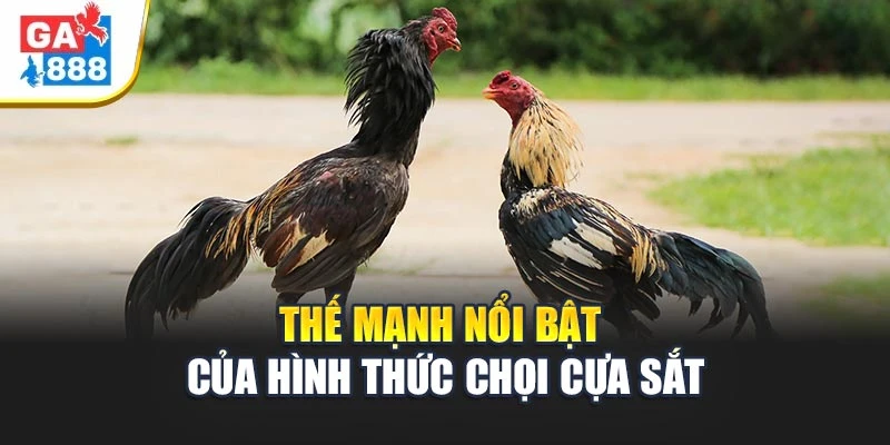 Thế mạnh nổi bật của hình thức chọi cựa sắt Thế mạnh nổi bật của hình thức chọi cựa sắt