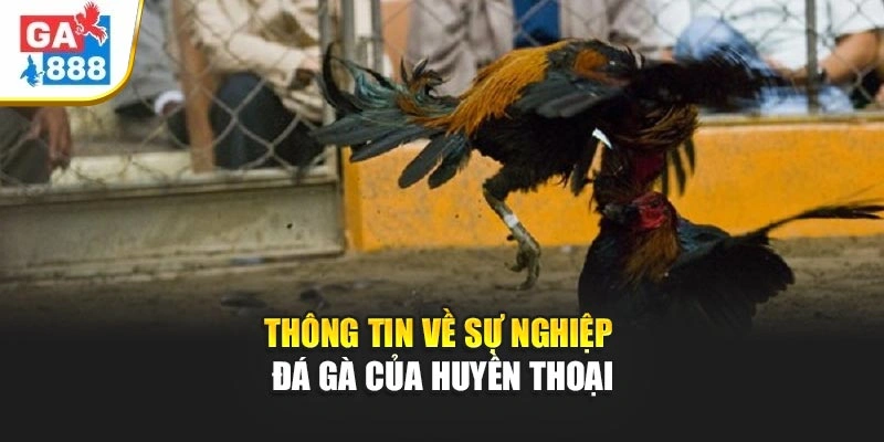 Thông tin về sự nghiệp đá gà của huyền thoại Thông tin về sự nghiệp đá gà của huyền thoại