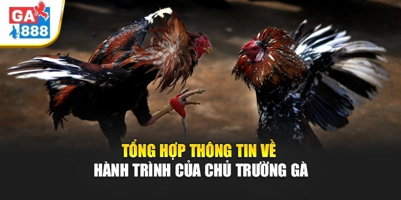 Tổng hợp thông tin về hành trình của chủ trường gà Tổng hợp thông tin về hành trình của chủ trường gà