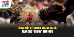 Tổng Hợp Về Huyền Thoại Đá Gà Leandro “Biboy” Enrique Tại GA888 3 Tổng Hợp Về Huyền Thoại Đá Gà Leandro “Biboy” Enrique Tại GA888