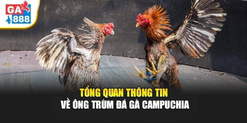 Tổng quan thông tin về ông trùm đá gà Campuchia Tổng quan thông tin về ông trùm đá gà Campuchia