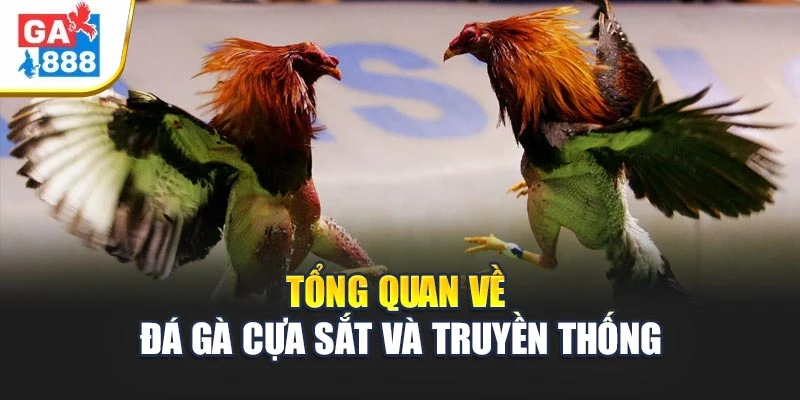 Tổng quan về đá gà cựa sắt và truyền thống Tổng quan về đá gà cựa sắt và truyền thống