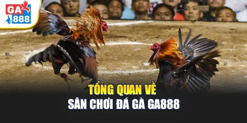 Tổng quan về sân chơi đá gà GA888 Tổng quan về sân chơi đá gà GA888