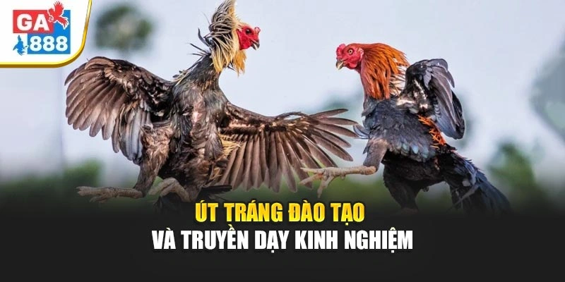 Út Tráng đào tạo và truyền dạy kinh nghiệm Út Tráng đào tạo và truyền dạy kinh nghiệm