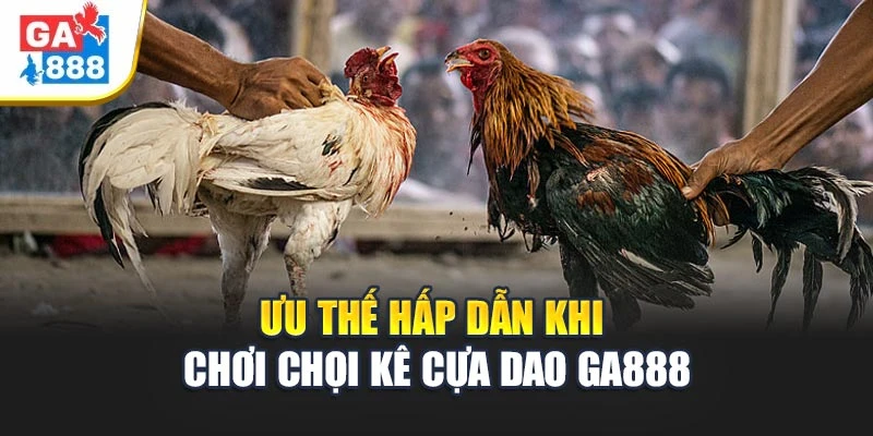 Ưu thế hấp dẫn khi chơi chọi kê cựa dao GA888 Ưu thế hấp dẫn khi chơi chọi kê cựa dao GA888