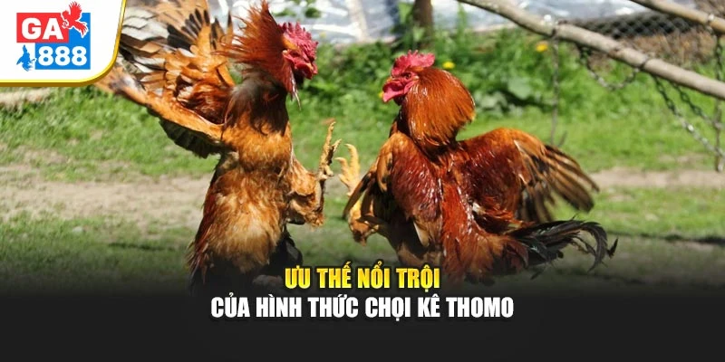 Ưu thế nổi trội của hình thức chọi kê Thomo Ưu thế nổi trội của hình thức chọi kê Thomo