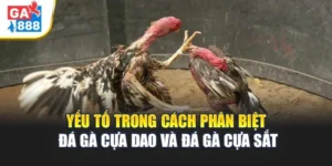 Cách Phân Biệt Đá Gà Cựa Dao Và Đá Gà Cựa Sắt 2 Yếu tố trong cách phân biệt đá gà cựa dao và đá gà cựa sắt